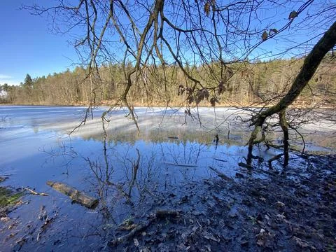 Late winter and early spring on the Waldweiher pond, Gattikon Foto stock