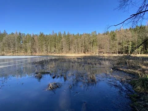 Late winter and early spring on the Waldweiher pond, Gattikon Stock Photos