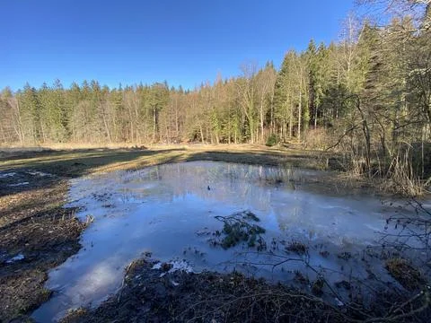 Late winter and early spring on the Waldweiher pond, Gattikon Foto stock
