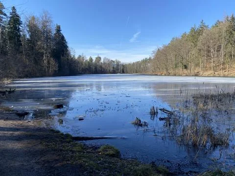 Late winter and early spring on the Waldweiher pond, Gattikon Stockfoto's