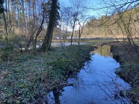 Late winter and early spring on the Waldweiher pond, Gattikon Foto stock