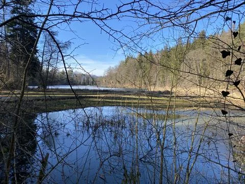 Late winter and early spring on the Waldweiher pond, Gattikon Stock Photos