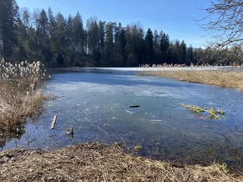 Late winter and early spring on the Waldweiher pond, Gattikon Stock Photos