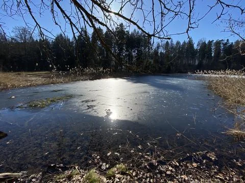 Late winter and early spring on the Waldweiher pond, Gattikon Foto stock