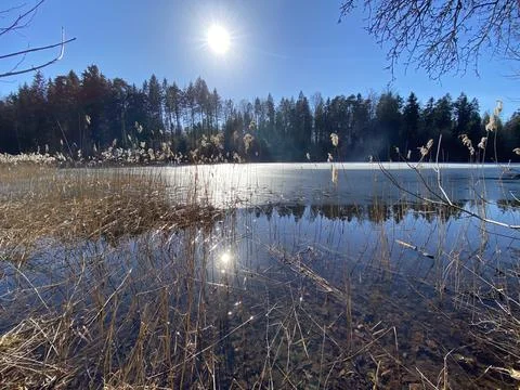 Late winter and early spring on the Waldweiher pond, Gattikon Stock Photos