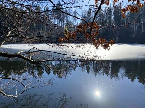 Late winter and early spring on the Waldweiher pond, Gattikon Foto stock