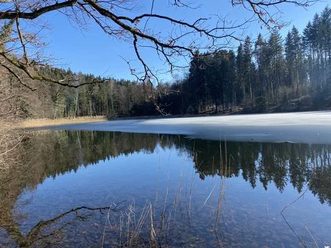 Late winter and early spring on the Waldweiher pond, Gattikon 스톡 사진
