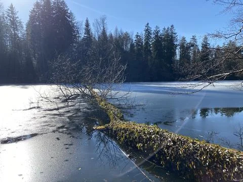 Late winter and early spring on the Waldweiher pond, Gattikon Stock Photos