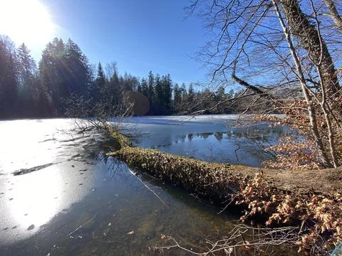 Late winter and early spring on the Waldweiher pond, Gattikon Stock Photos