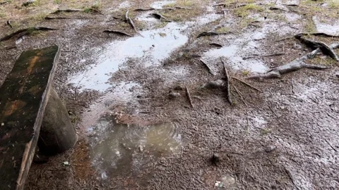 Late winter rain in forest with mud puddles and tree roots 库存影片 329553546
