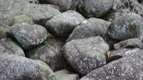 A late winter tree shaded standing in front, and the winds Stock Footage 47456871