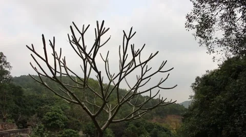 A late winter tree shaded standing in front, and the winds Stock Footage 47457095