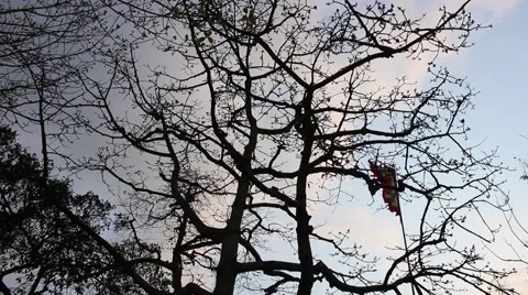 A late winter tree shaded standing in front, and the winds Stock Footage 47457389