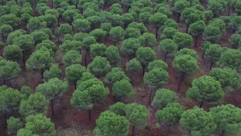 Lateral aerial view of young pine forest for wildfire prevention Stock Footage 327462267