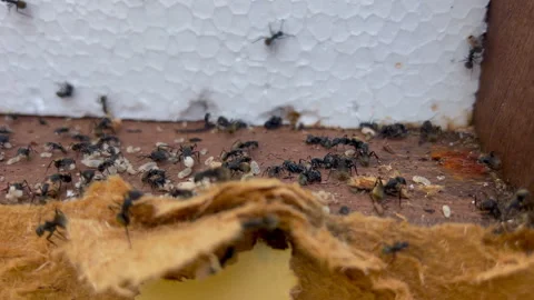 Lateral Close Up of Ants Infesting Insulated Woodframe Wall 4K60 Видео 332681919