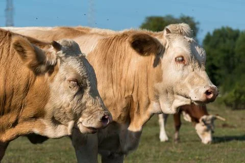 Lateral close-up of the heads of two cows on pasture during a sunny day Stock-Fotos