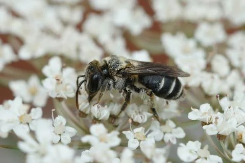 Lateral close up of a smal mining bee, Andrena colletiformis , on white flowers Stock Photos