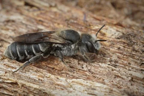 Lateral close up of the Viper's Bugloss Mason Bee , Hoplitis adunca on a wood Foto stock