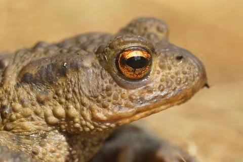 A lateral closeup of the head of a common toad , Bufo bufo Stock Photos