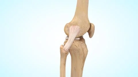 The lateral collateral ligament (LCL) of 3d illustration Stock Illustration
