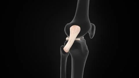 The lateral collateral ligament (LCL) of 3d illustration Stock Illustration
