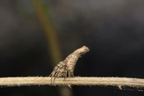 Lateral of Columnar orb weaver (Poltys columnaris), Satara, maharashtra, Indi Stock Photos