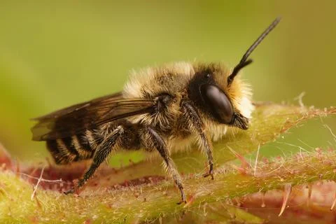 Lateral coseup on a male Patchwork leafcutter bee, Megachile centuncularis, Stockfoto's