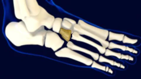 Lateral Cuneiform Foot bone Human skeleton anatomy 3D Stock Illustration