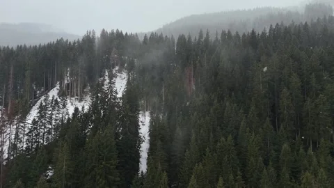 Lateral Drone Flight Along Pine Forest Leading Into Foggy Overcast Sky, Stock Footage 336100054