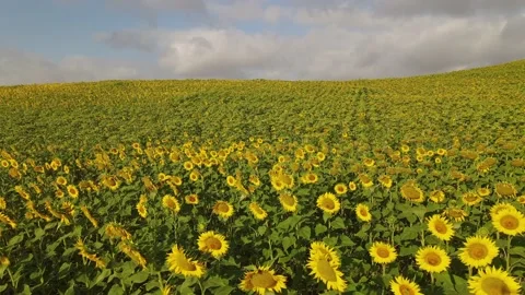 Lateral drone flight over a sunflower field in Spain. Stock Footage 152672008