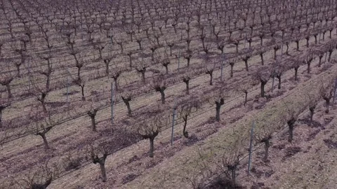 Lateral Drone Motion Over Diagonal Winter Vineyard Branches Pattern Stock Footage 329972064