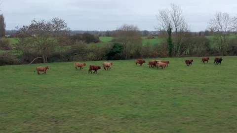 Lateral Drone Tracking Shot of Cows Running in Green Countryside Field Video stock 324109381