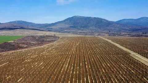 Lateral flight over vineyards Видео 125923090
