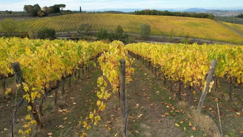 Lateral flight on rows of yellow vineyards in Chianti Area, Tuscany Stock Footage 171721866
