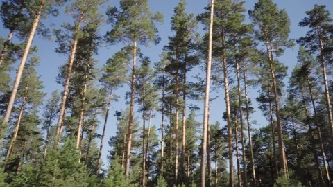 The lateral handheld shot in the forest. Stock Footage 112607145