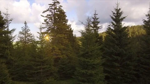 Lateral horizontal drone flight in front of pine trees in a wild pine forest Video stock 75887174