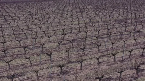 Lateral Motion Across Open Winter Vineyard in Rural Landscape Vidéo 329972056