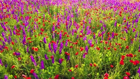 Lateral movement through field of wild red poppies Stock Footage 197512939