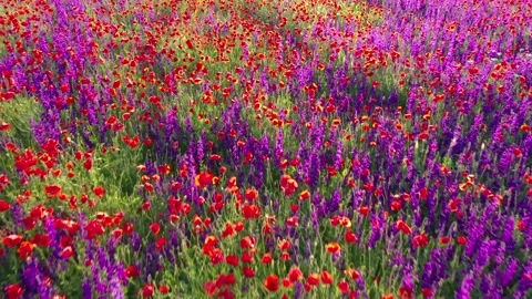 Lateral movement through field of wild red poppies Stock Footage 259797214