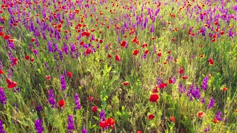 Lateral movement through field of wild red poppies Stock Footage 264876396
