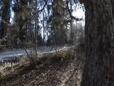 Lateral Panning of Sun Flaring Through Trees, Trentino, Italy, Flat Color Stock Footage 83598790
