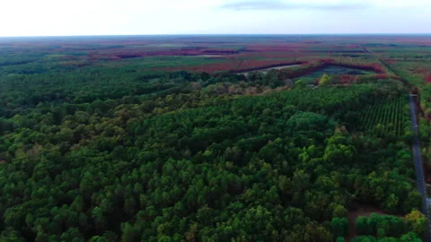 Lateral panoramic view of red and green forest, Gironde Stock Footage 332065545