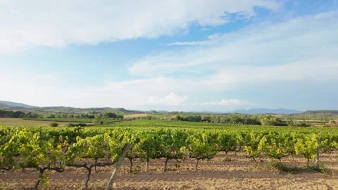 Lateral panoramic view of vineyards in the Penedes with the Montserrat moun.. Stock Footage 344808967