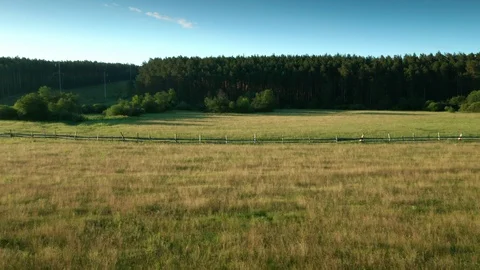 The lateral shot the glade. 스톡 동영상 112096375