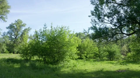 The lateral shot of terrain. Stock Footage 113650661