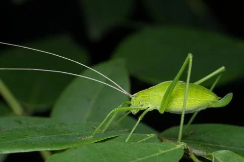 Lateral side of leaf mimiching katydid, (Tetttigonia viridissima) Tettigonida Stock Photos