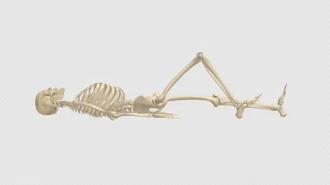 Lateral Skeletal View Sagittal Extension Alpha 库存影片 337092836