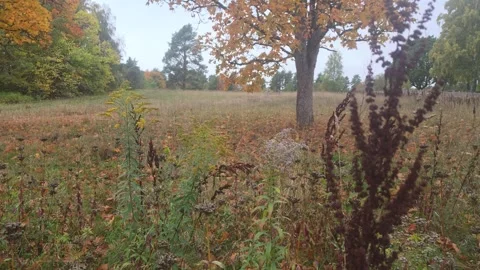 Lateral sliding motion past withered weeds toward autumn meadow in Sweden Stock Footage 347222251