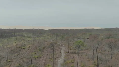 Lateral tracking overall shot of deforested forest, France Stock Footage 333108537
