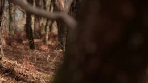 Lateral Tracking Shot of Rough Pine Tree Bark Texture in Forest Slow Motion Stock Footage 328959633